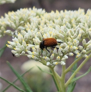 Phyllotocus kingii (Nectar scarab) at Bungendore, NSW by clarehoneydove