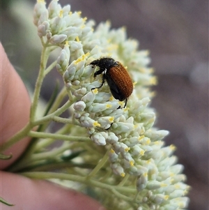 Phyllotocus kingii at suppressed - 7 Dec 2024