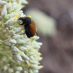 Phyllotocus kingii at suppressed - 7 Dec 2024