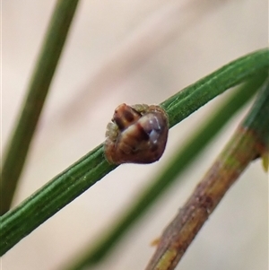 Dolophones sp. (genus) at Cook, ACT - 15 Nov 2024 11:02 AM