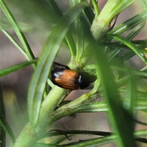 Phyllotocus navicularis at Bungendore, NSW - suppressed