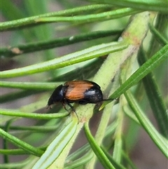 Phyllotocus navicularis at Bungendore, NSW - suppressed