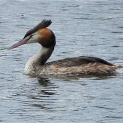 Podiceps cristatus (Great Crested Grebe) at Bonython, ACT - 7 Dec 2024 by LineMarie