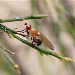 Lauxaniidae (family) (Unidentified lauxaniid fly) at Cook, ACT - 15 Nov 2024 by CathB