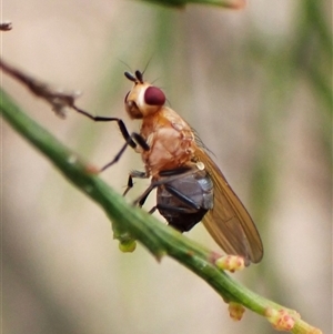 Lauxaniidae (family) at Cook, ACT - 15 Nov 2024