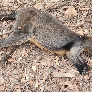 Wallabia bicolor at Gundaroo, NSW - 3 May 2024