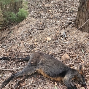 Wallabia bicolor at Gundaroo, NSW - 3 May 2024