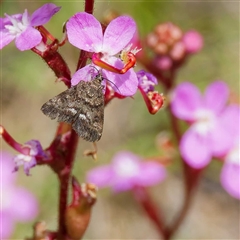 Unidentified Pyralid or Snout Moth (Pyralidae & Crambidae) at Tharwa, ACT - 5 Dec 2024 by DPRees125