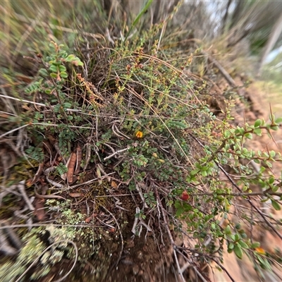 Bossiaea buxifolia (Matted Bossiaea) at Bredbo, NSW - 6 Dec 2024 by WhiteRabbit