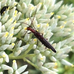 Syllitus microps (Longicorn or Longhorn beetle) at Bungendore, NSW by clarehoneydove