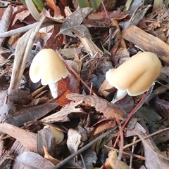 Unidentified Cap on a stem; gills below cap [mushrooms or mushroom-like] at Weston, ACT - 6 Dec 2024 by jmcleod