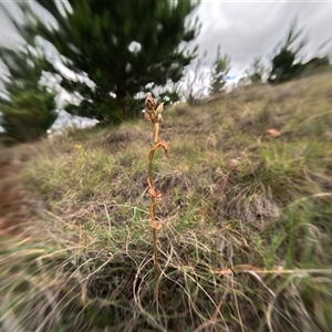 Oligochaetochilus hamatus (Southern Hooked Rustyhood) at Bredbo, NSW by WhiteRabbit