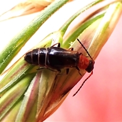 Carphurini sp. (tribe) (Soft-winged flower beetle) at Cook, ACT - 11 Nov 2024 by CathB