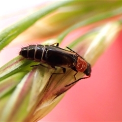 Carphurini sp. (tribe) at Cook, ACT - 11 Nov 2024