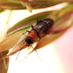 Carphurini sp. (tribe) at Cook, ACT - 11 Nov 2024