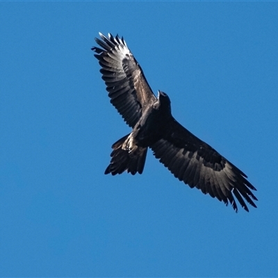 Aquila audax (Wedge-tailed Eagle) at Strathnairn, ACT - 15 Jul 2022 by Untidy