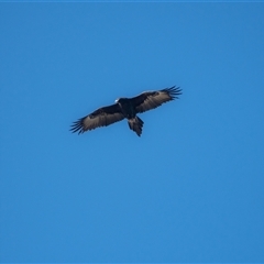 Aquila audax at Strathnairn, ACT - 15 Jul 2022