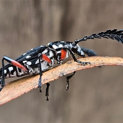 Distichocera thomsonella (A longhorn beetle) at Wamboin, NSW - 7 Dec 2024 by Wolfdogg