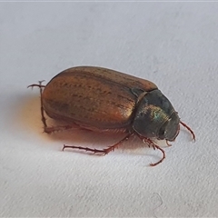 Heteronyx dimidiatus at Yass River, NSW - 6 Dec 2024 by SenexRugosus