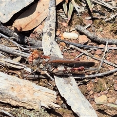 Austroicetes pusilla (Grasshopper, Locust) at Bungendore, NSW - 7 Dec 2024 by clarehoneydove