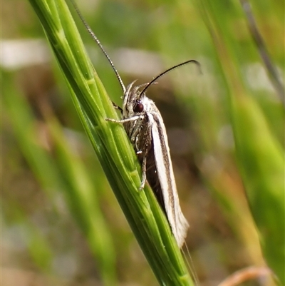 Palimmeces pseudomorpha at Cook, ACT - 24 Oct 2024 by CathB