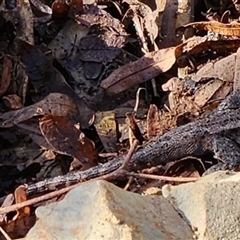 Amphibolurus muricatus (Jacky Lizard) at Gundaroo, NSW - 6 Apr 2024 by Gunyijan