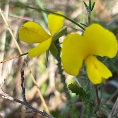 Gompholobium huegelii (pale wedge–pea) at Paddys Flat, NSW - 4 Dec 2024 by JVR