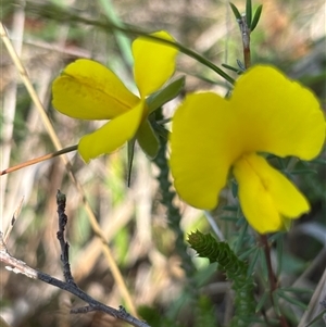 Gompholobium huegelii (pale wedge–pea) at Paddys Flat, NSW by JVR