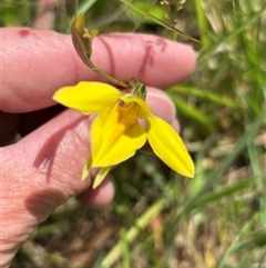 Diuris monticola (Highland Golden Moths) at Paddys Flat, NSW - 4 Dec 2024 by JVR