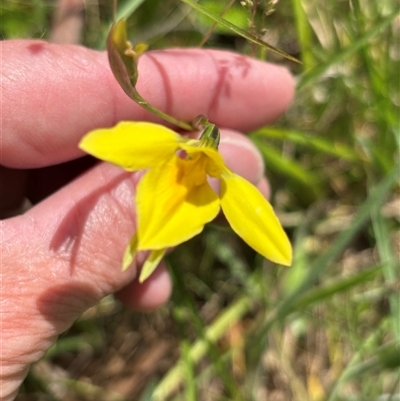 Diuris monticola (Highland Golden Moths) at Paddys Flat, NSW - 4 Dec 2024 by JVR