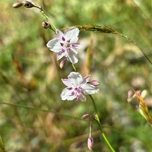 Arthropodium milleflorum at Paddys Flat, NSW - 4 Dec 2024