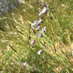 Arthropodium milleflorum at Paddys Flat, NSW - 4 Dec 2024