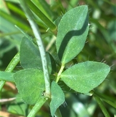 Lotus corniculatus at Paddys Flat, NSW - 4 Dec 2024 02:25 PM