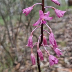 Dipodium roseum (Rosy Hyacinth Orchid) at Kingsdale, NSW - 7 Dec 2024 by trevorpreston