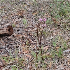 Dipodium roseum at Kingsdale, NSW - suppressed