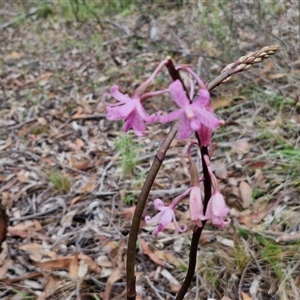 Dipodium roseum at Kingsdale, NSW - suppressed