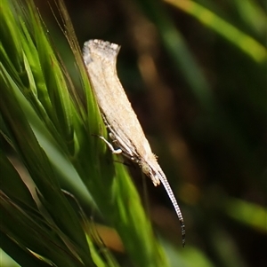 Plutella (genus) at Cook, ACT - 24 Oct 2024 03:31 PM