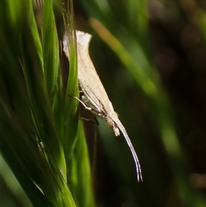 Plutella (genus) at Cook, ACT - 24 Oct 2024 03:31 PM