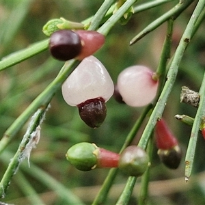 Exocarpos strictus (Dwarf Cherry) at Kingsdale, NSW by trevorpreston