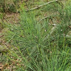 Exocarpos strictus at Kingsdale, NSW - 7 Dec 2024