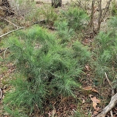 Exocarpos strictus at Kingsdale, NSW - 7 Dec 2024