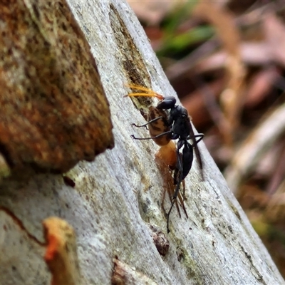 Fabriogenia sp. (genus) (Spider wasp) at Kingsdale, NSW - 7 Dec 2024 by trevorpreston