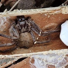 Isopeda canberrana at Kingsdale, NSW - 7 Dec 2024 01:45 PM