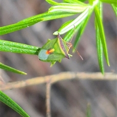 Cuspicona thoracica (Shield bug) at Bungendore, NSW - 7 Dec 2024 by clarehoneydove