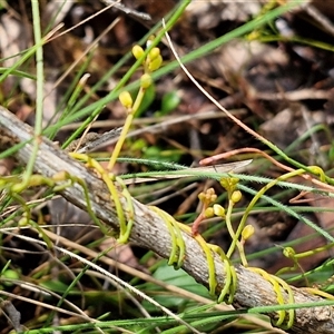 Cassytha pubescens (Devil's Twine) at Kingsdale, NSW by trevorpreston