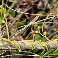 Cassytha pubescens at Kingsdale, NSW - 7 Dec 2024