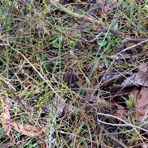 Cassytha pubescens at Kingsdale, NSW - 7 Dec 2024