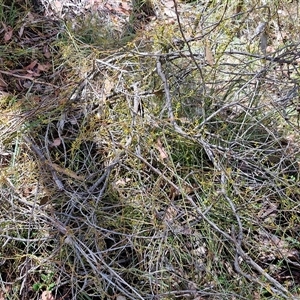 Cassytha pubescens at Kingsdale, NSW - 7 Dec 2024