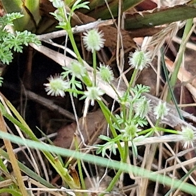 Daucus glochidiatus (Australian Carrot) at Kingsdale, NSW - 7 Dec 2024 by trevorpreston