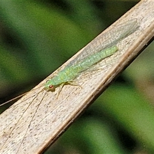 Mallada traviatus (Goldeneye Lacewing) at Kingsdale, NSW by trevorpreston